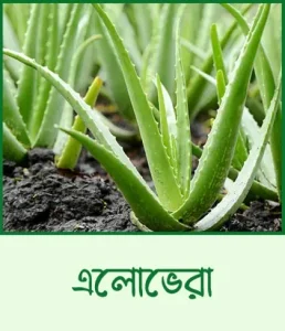 aloevera (1)