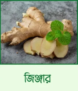 ginger (1)